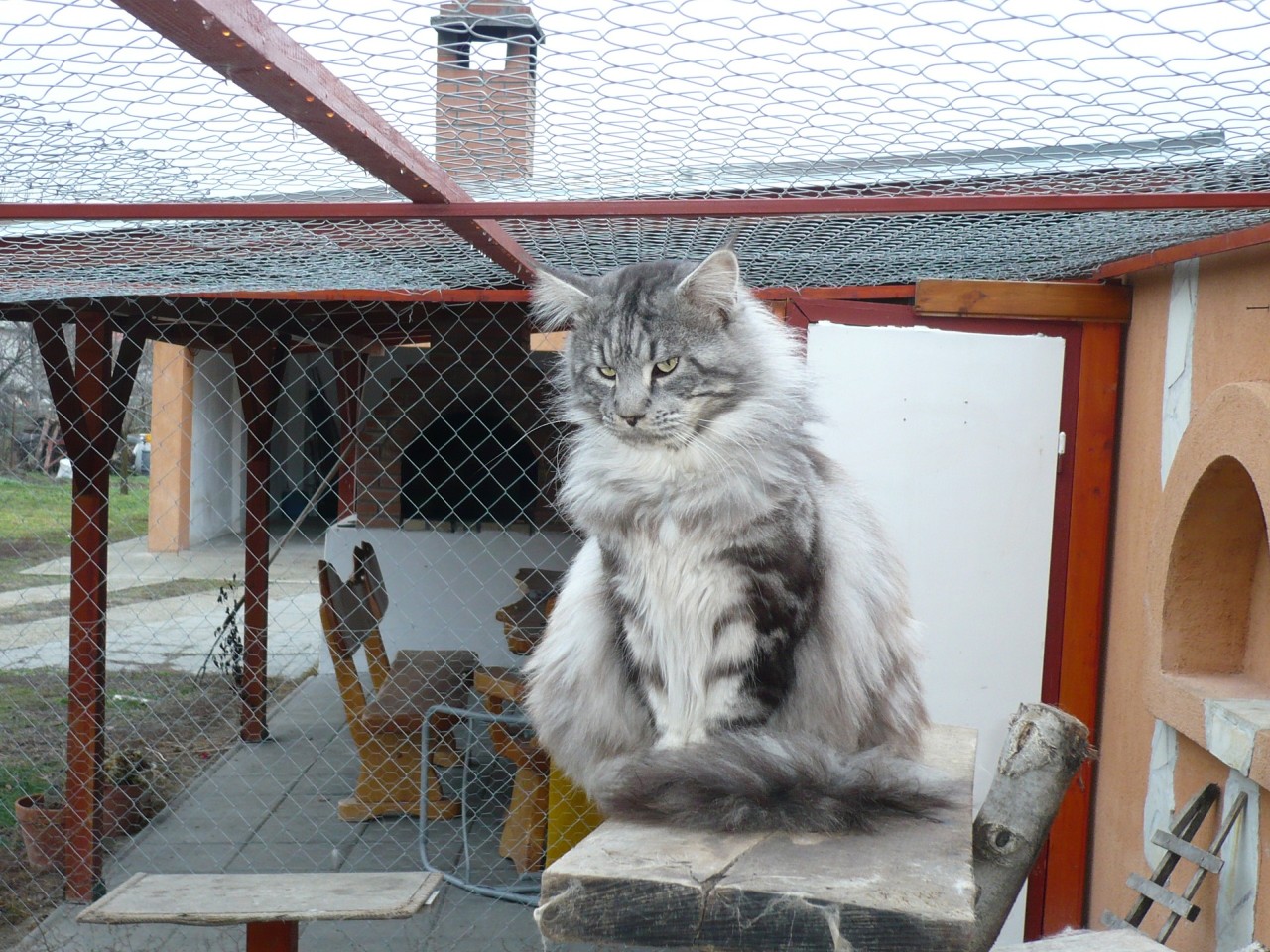 Silky Cat Leo ( Roland)